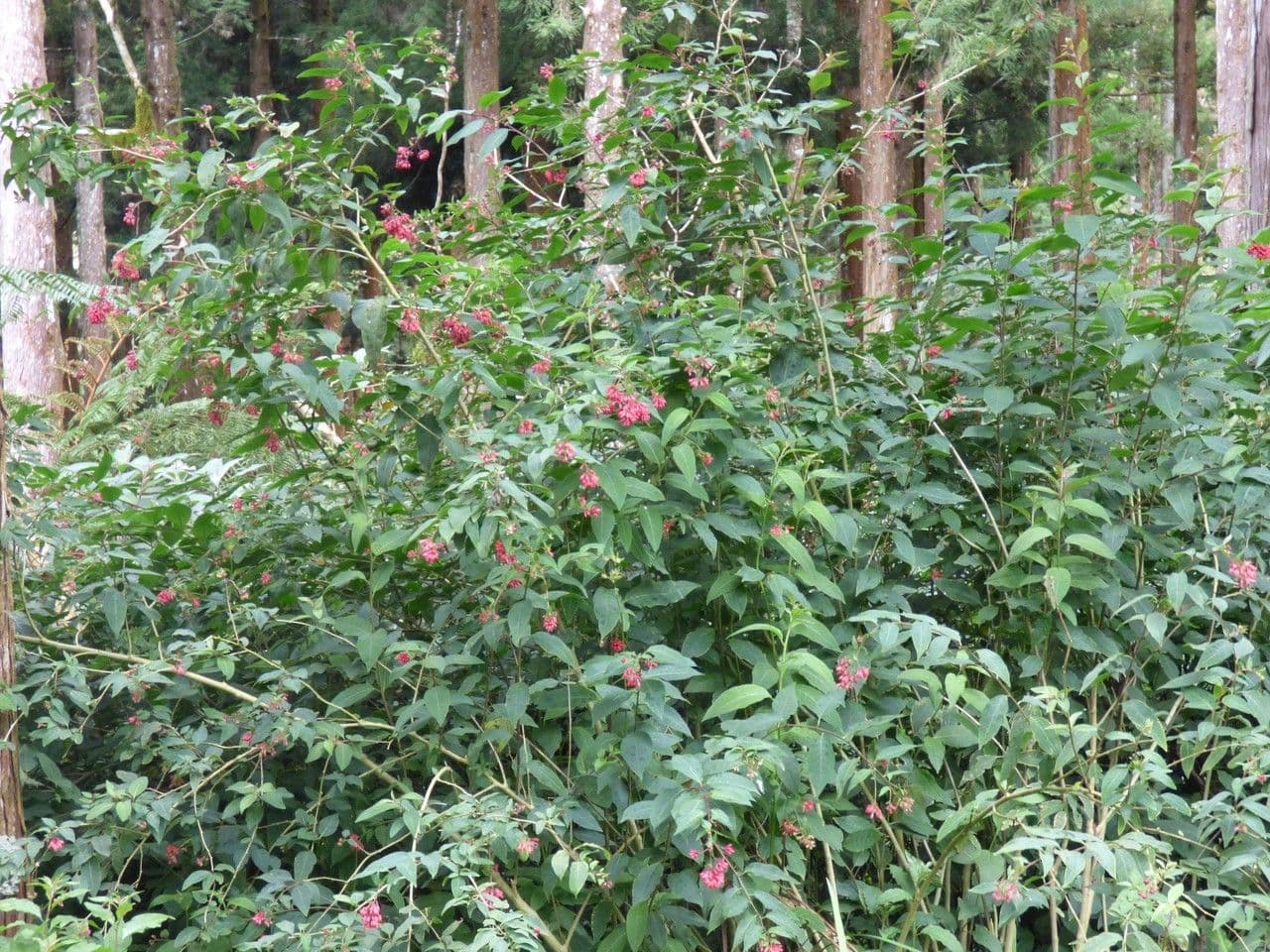 Cestrum elegante 11