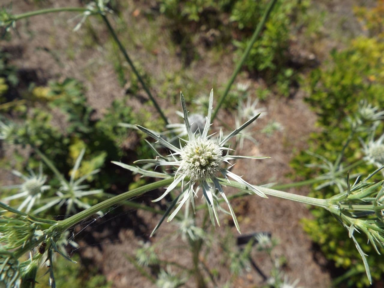 Panicaut 2