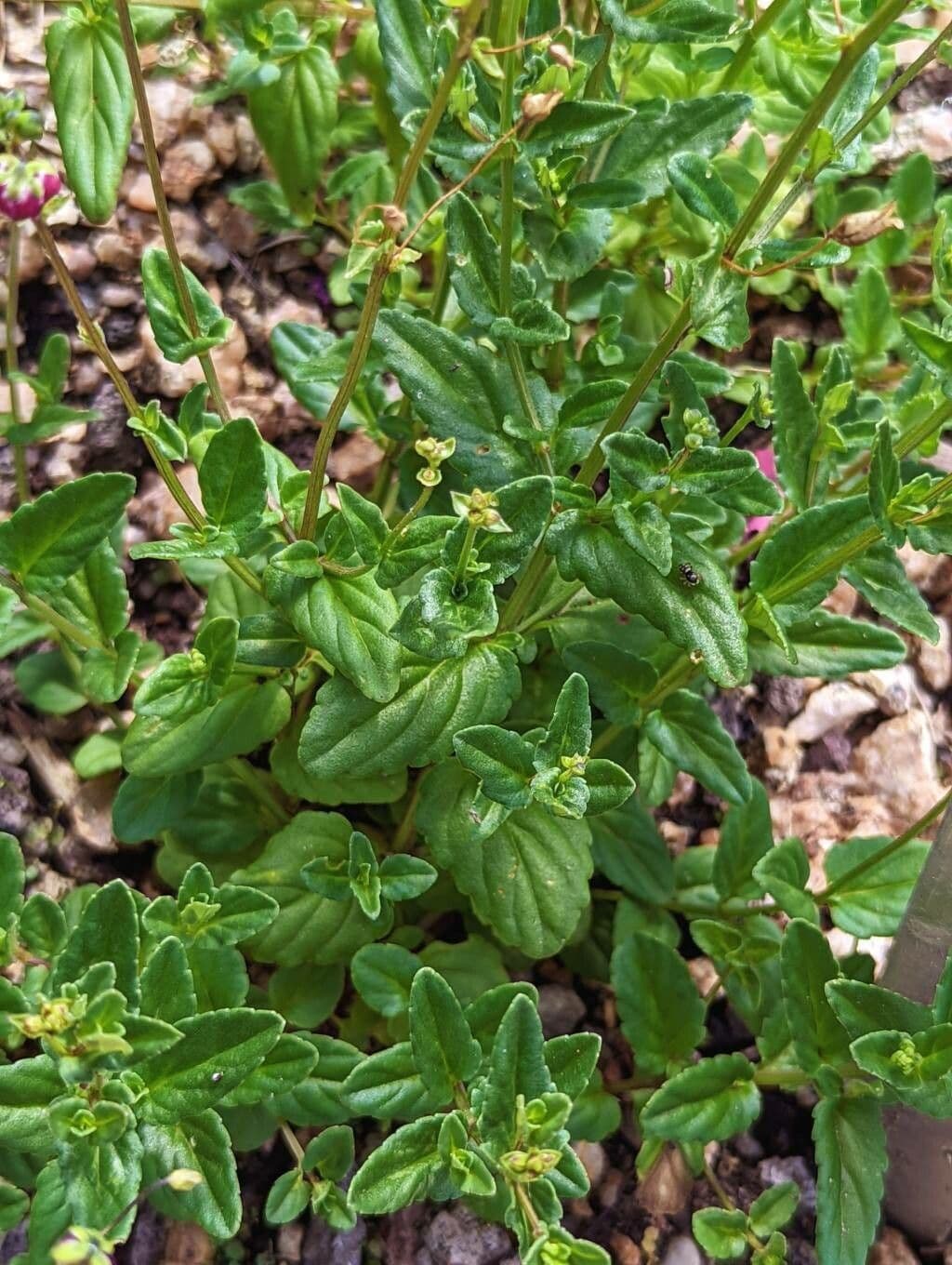 Zweizahn 9