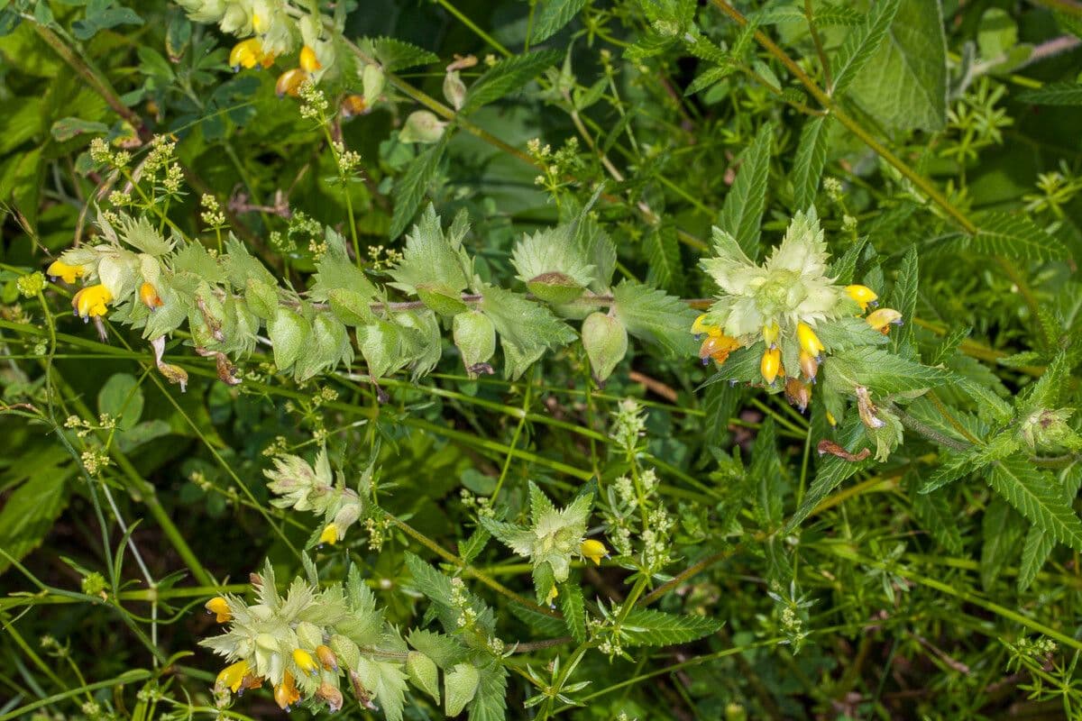 Zeiger 2