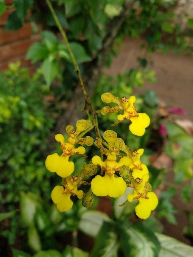 Trichocentrum cebolleta 2