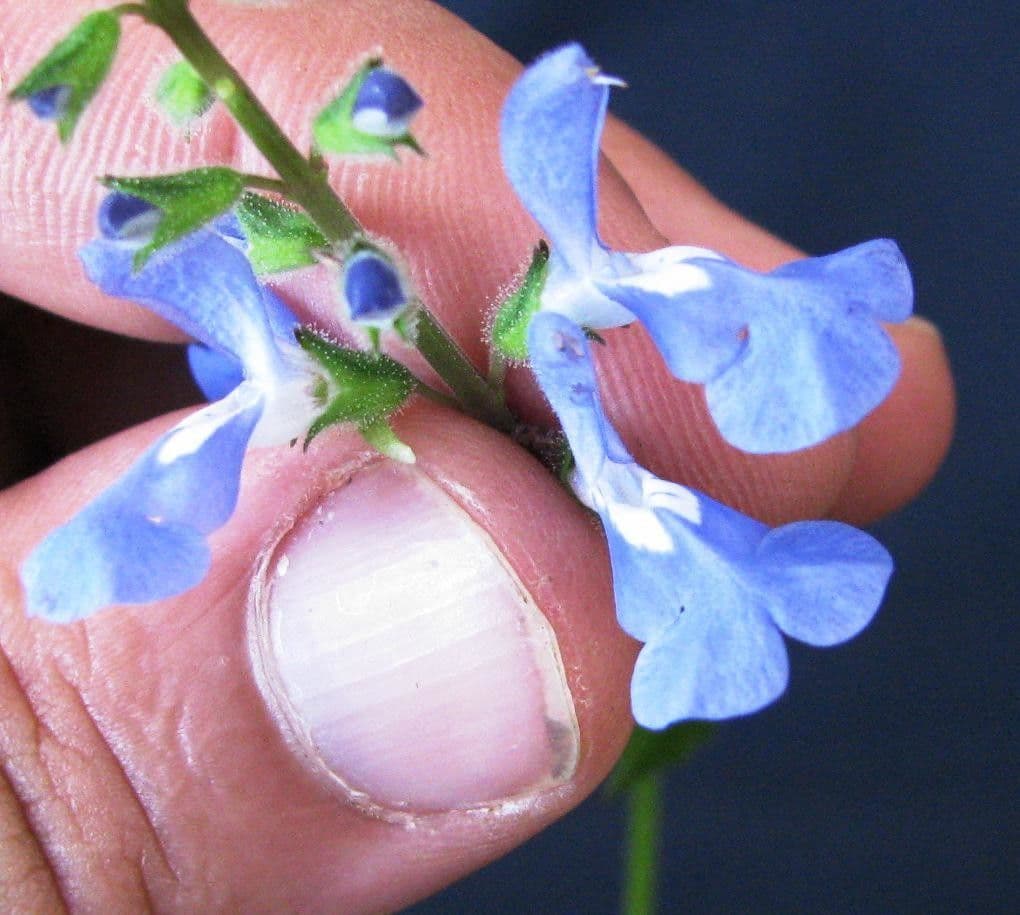 Salvia 9