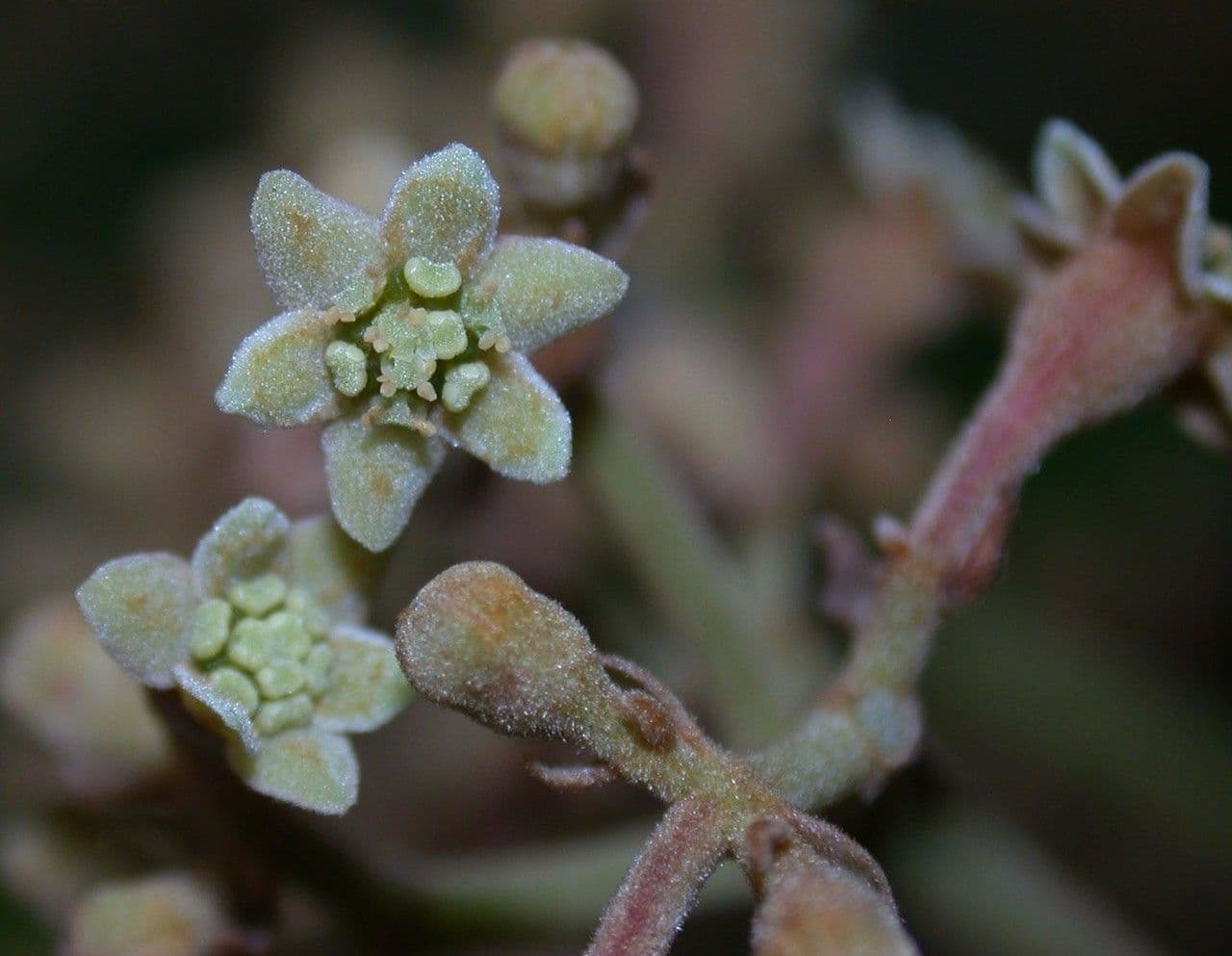 Rhodostemonodaphne 7