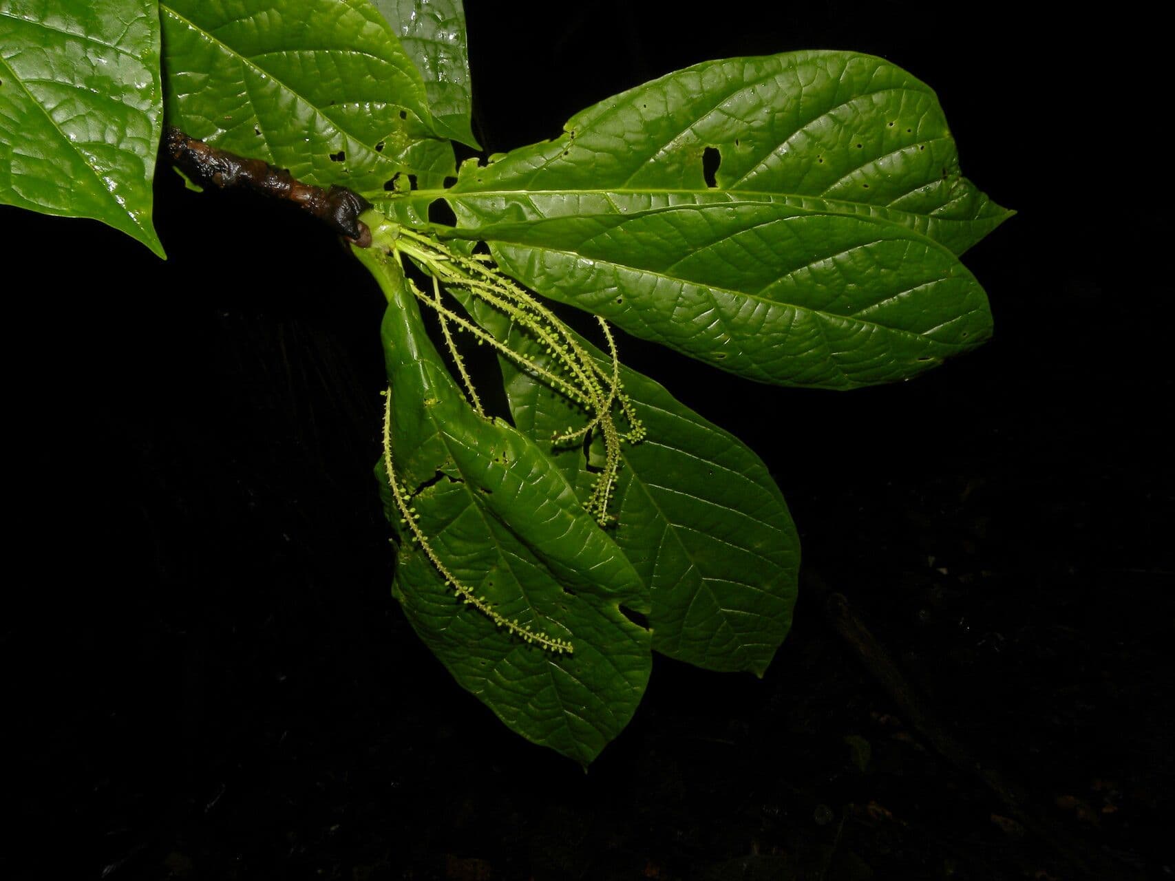 Faramea ghiandolosa 6