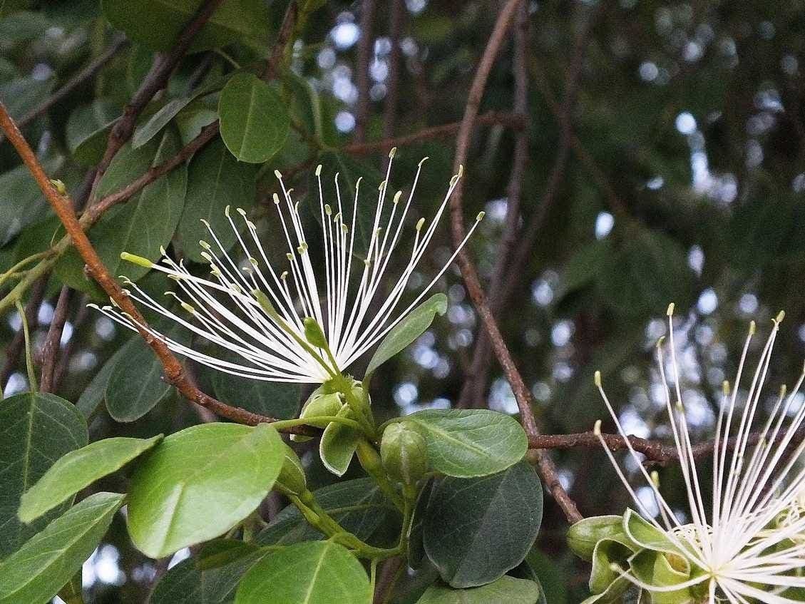 Maerua
