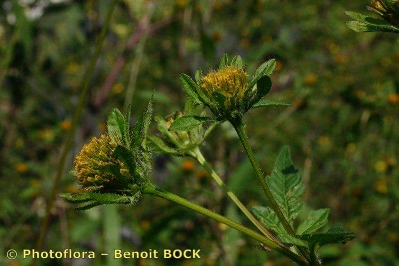 Bidens vulgata 24