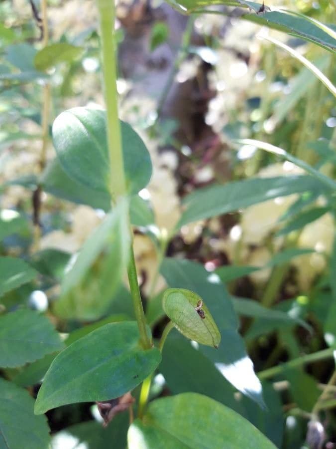 Commelina comune 4