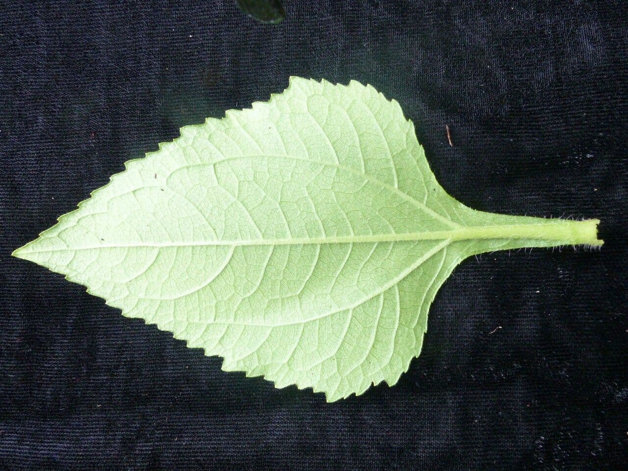 Sigesbeckia orientalis 21