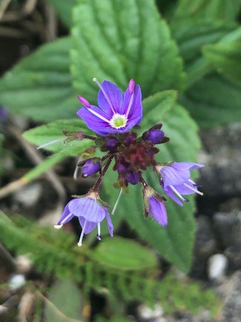 Veronica ponae 7