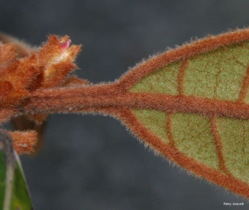 Planchonella