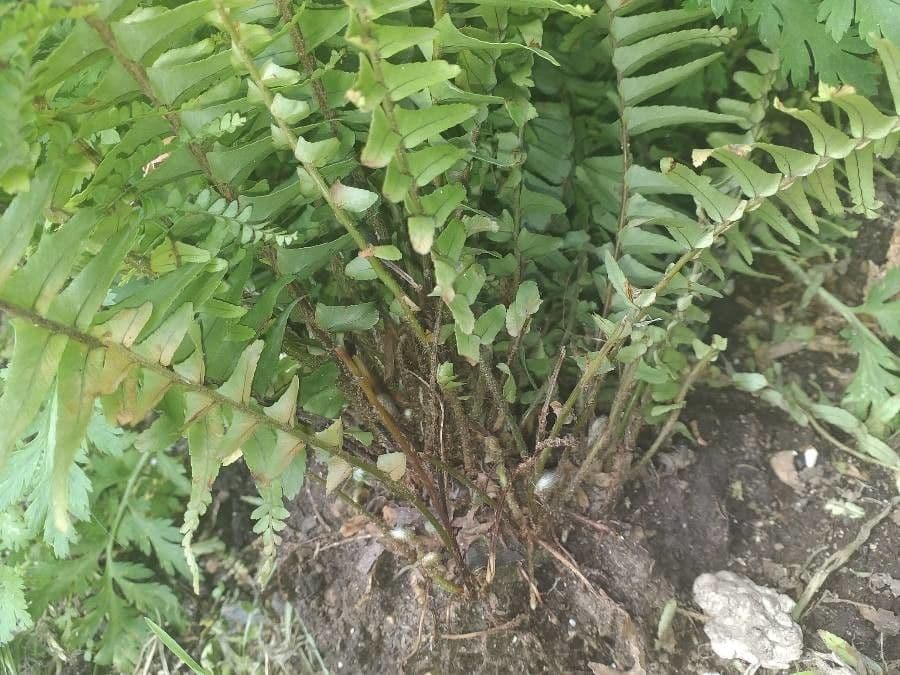 Nephrolepis cordifolia 16