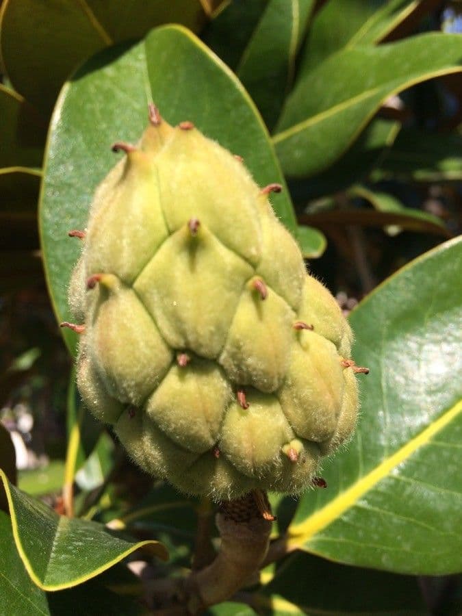 Arbutus menziesii