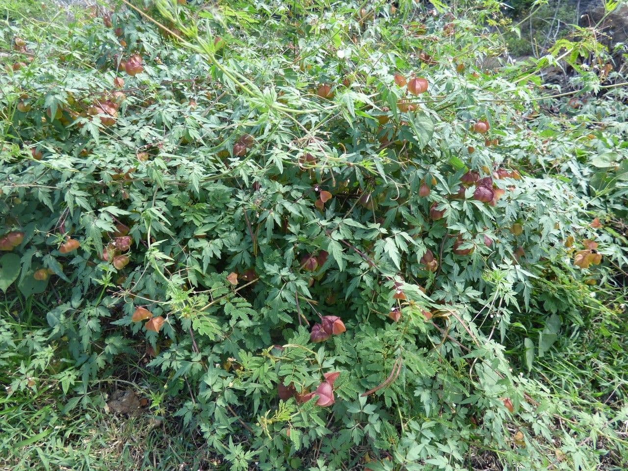 Cardiosperma 11