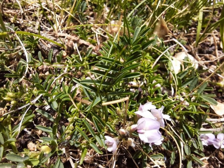 Astragalo austriaco 19
