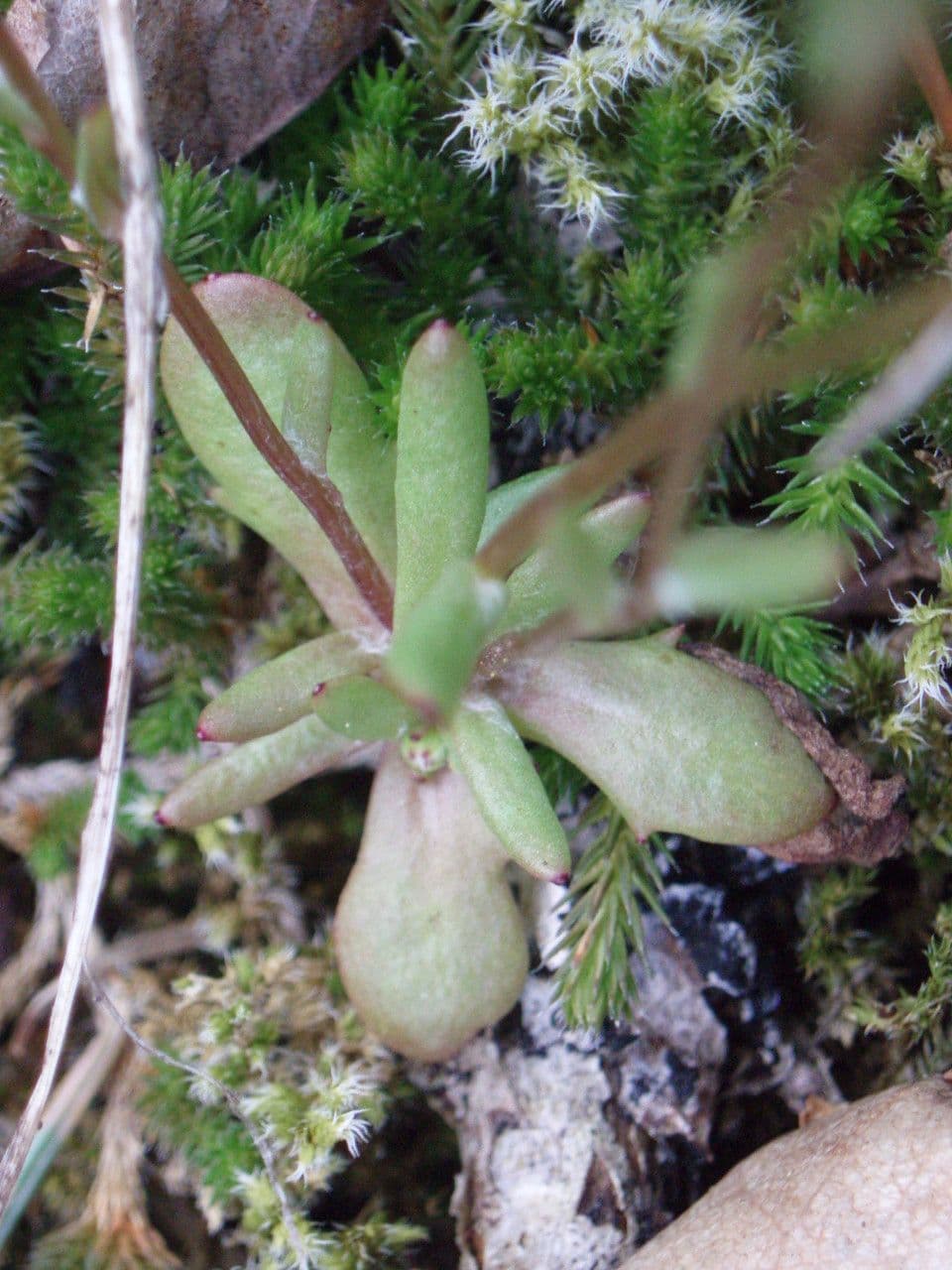 Crocidium multicaule 12