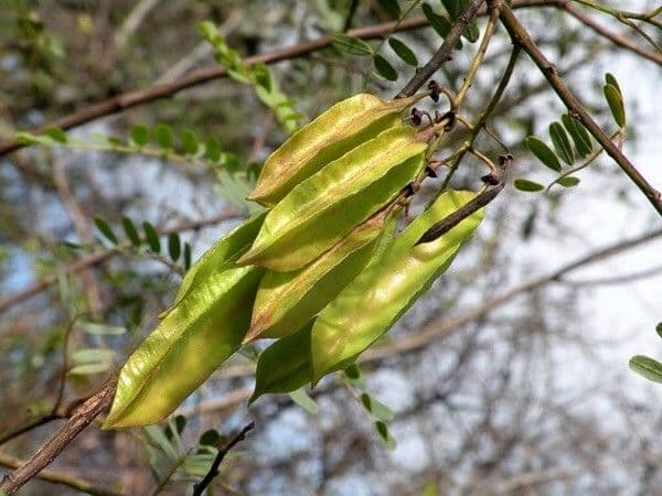 Astragalus penduliflorus 23