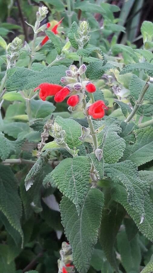 Salvia splendente 3