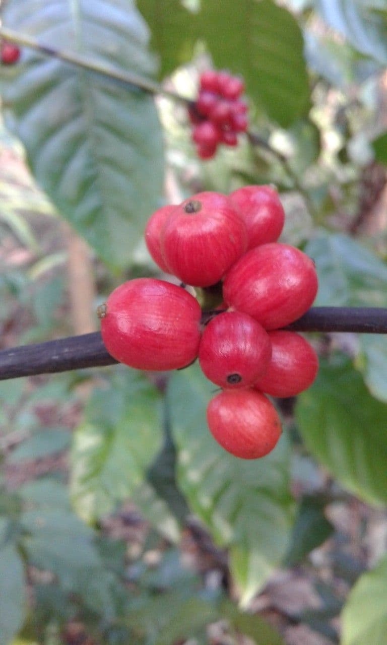 Caffè 3