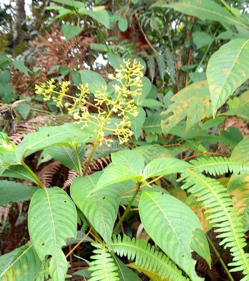 Große Psychotria 13