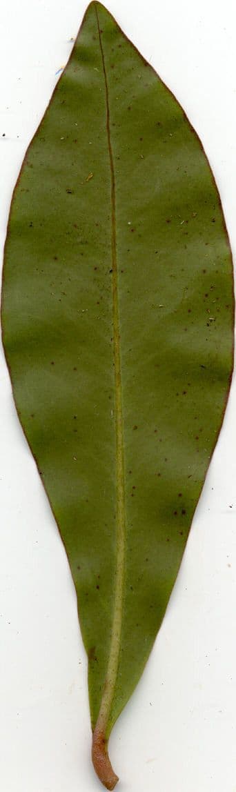 Badula 25