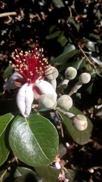 Feijoa 16
