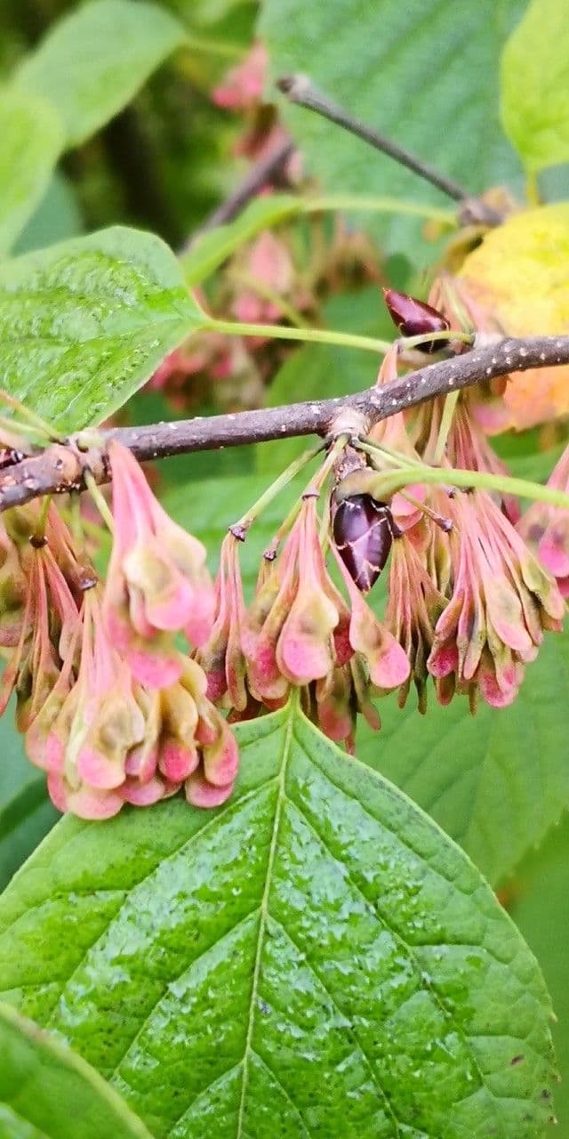 Euptelea polyandra 3