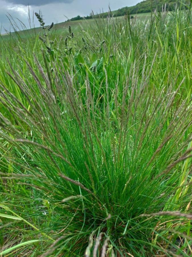 Festuca rupicola 4