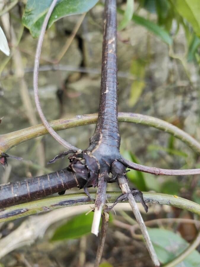 Clematis recta 23