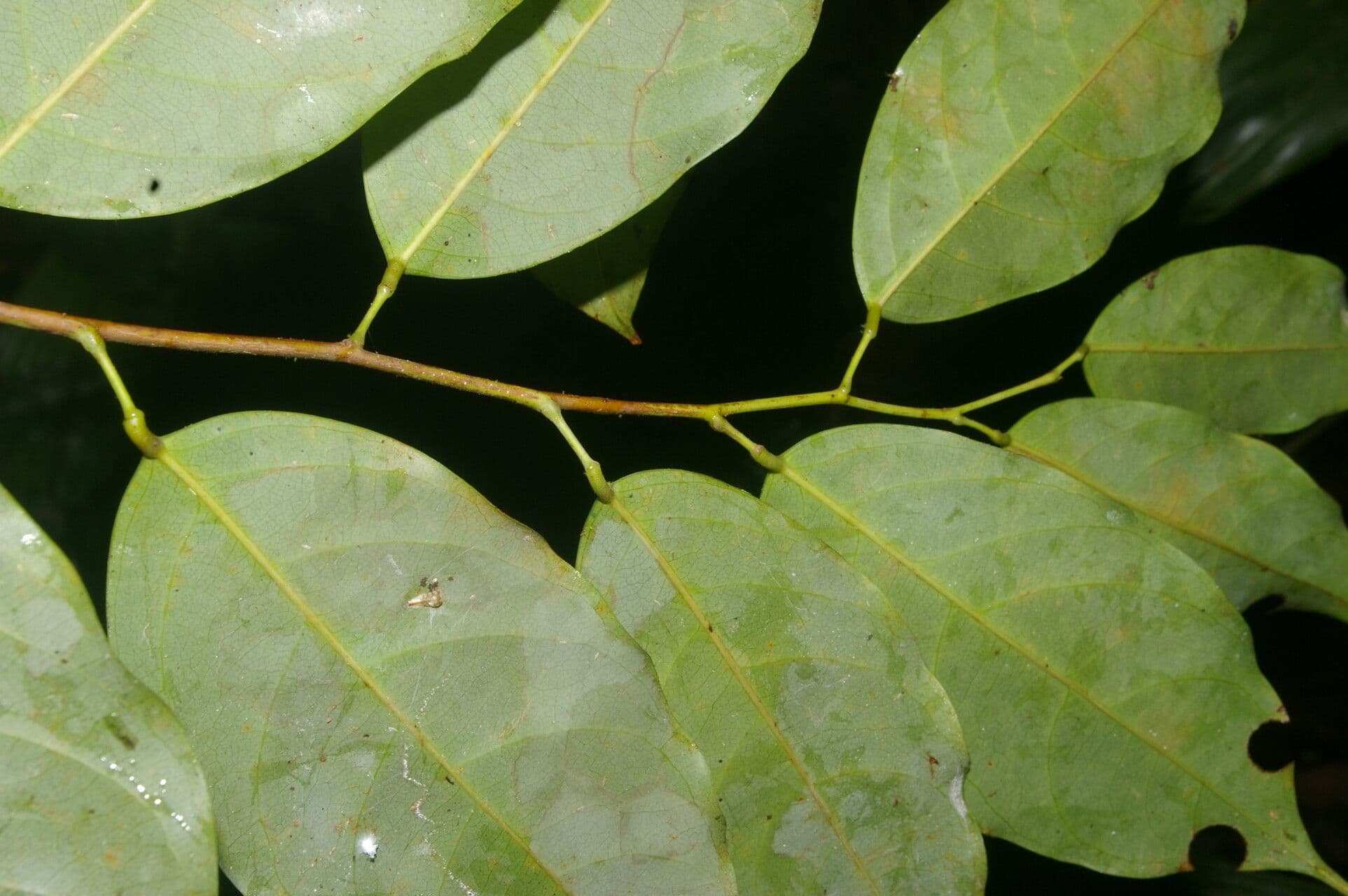 Ruptiliocarpon 4