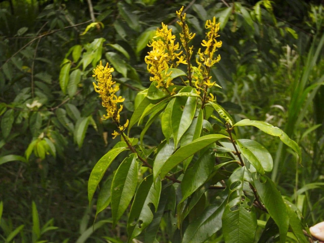 Vochysia 10