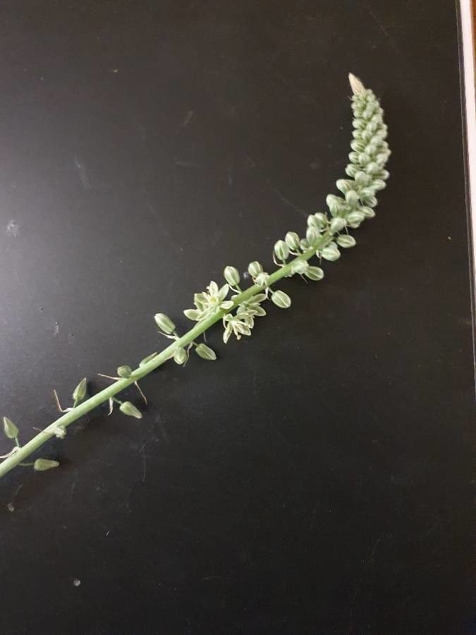 Albuca 3