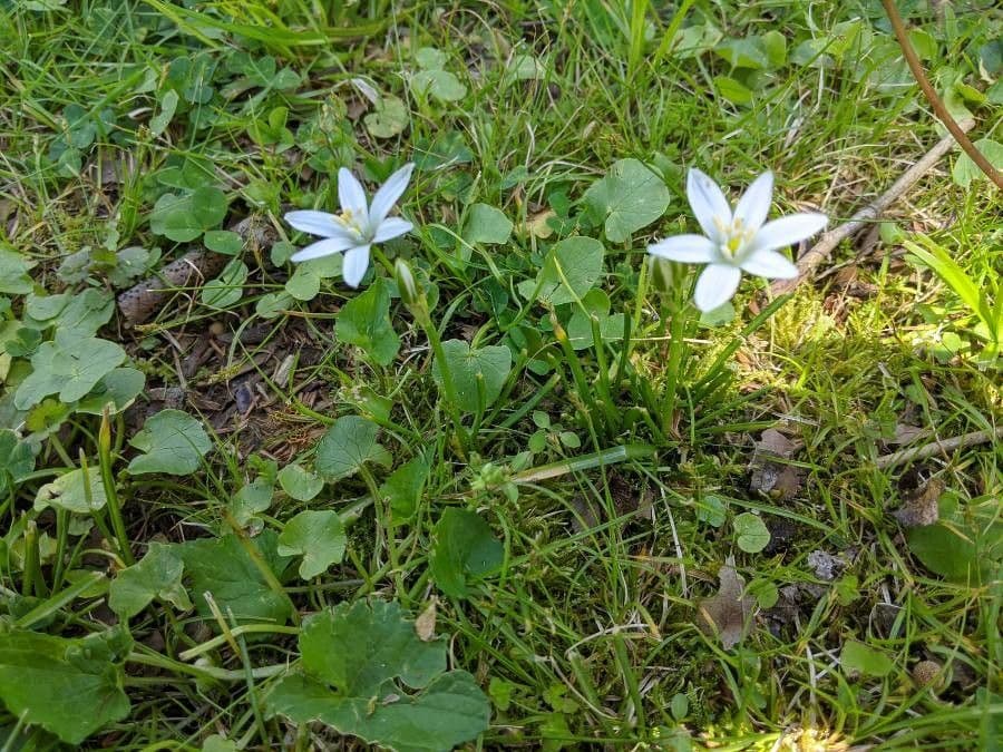 Dolden-Milchstern 26