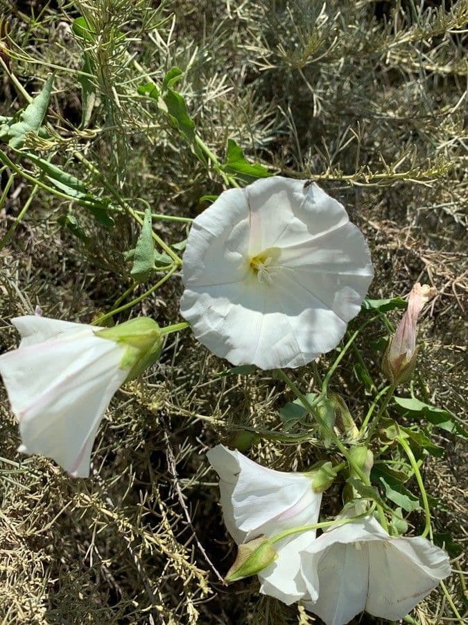 Calystegia macrostegia 3