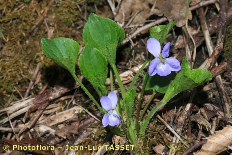 Viola mirabile 13