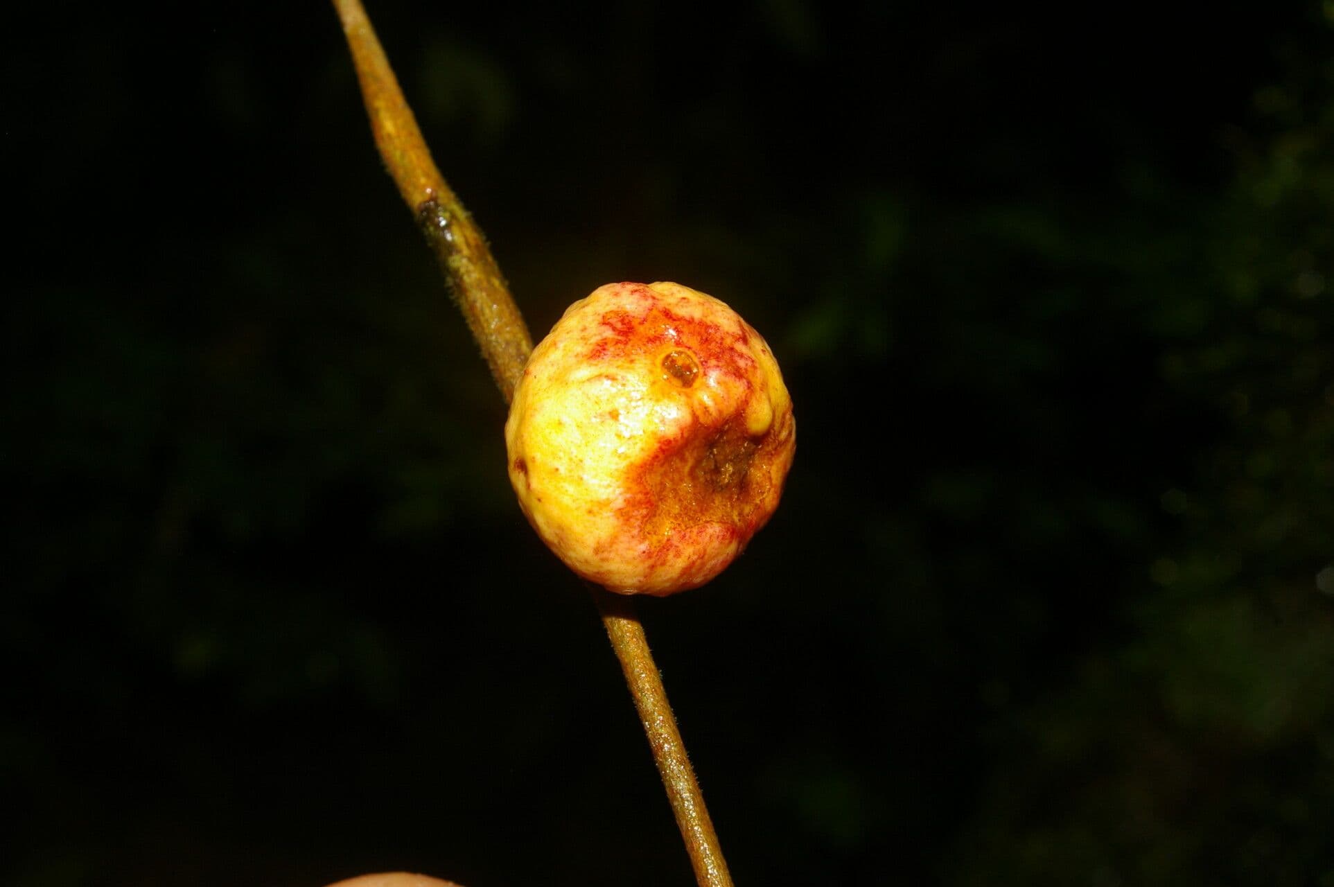 Eugenia 2