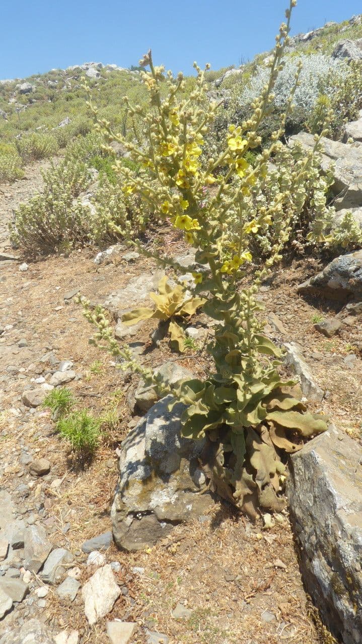 Mullein 6