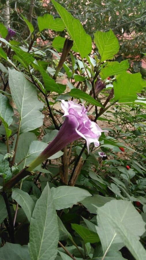 Datura metel 6
