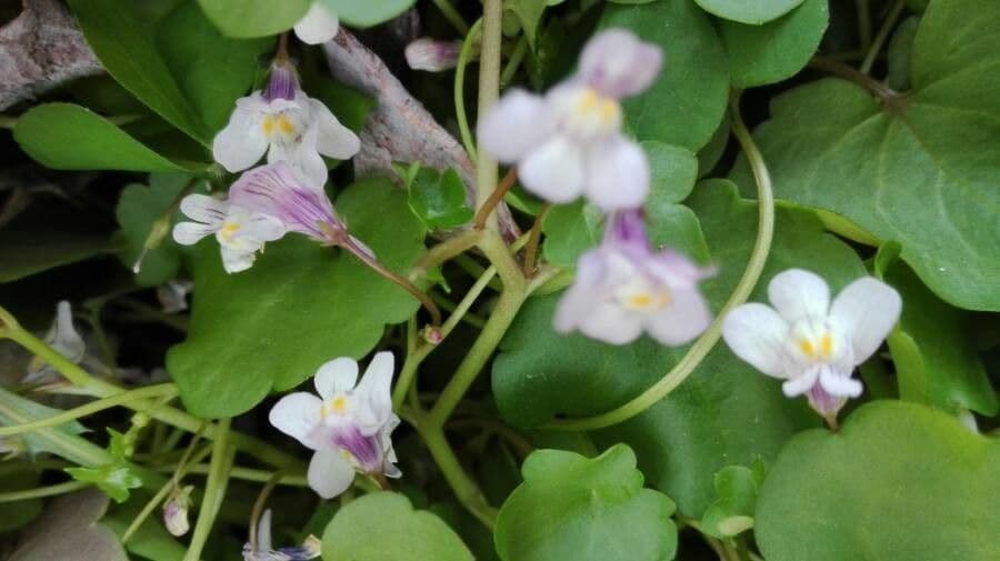 Cymbalaria 4