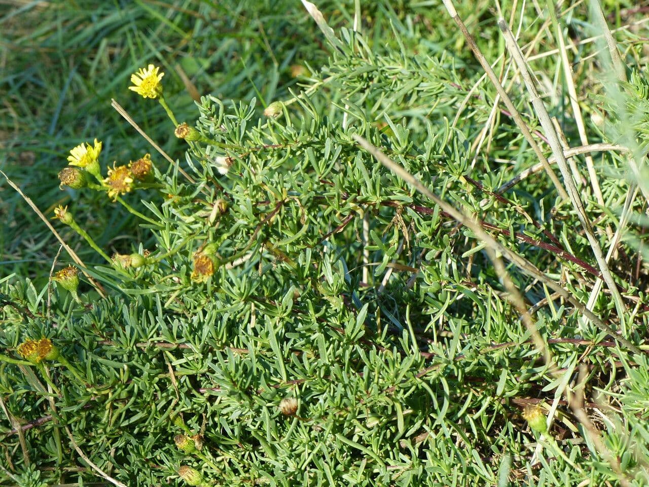 Limbarda crithmoides 13
