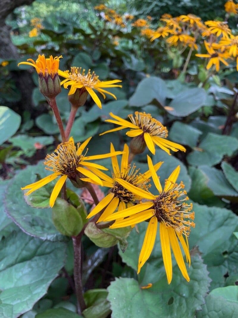 Ligularia dentata 5