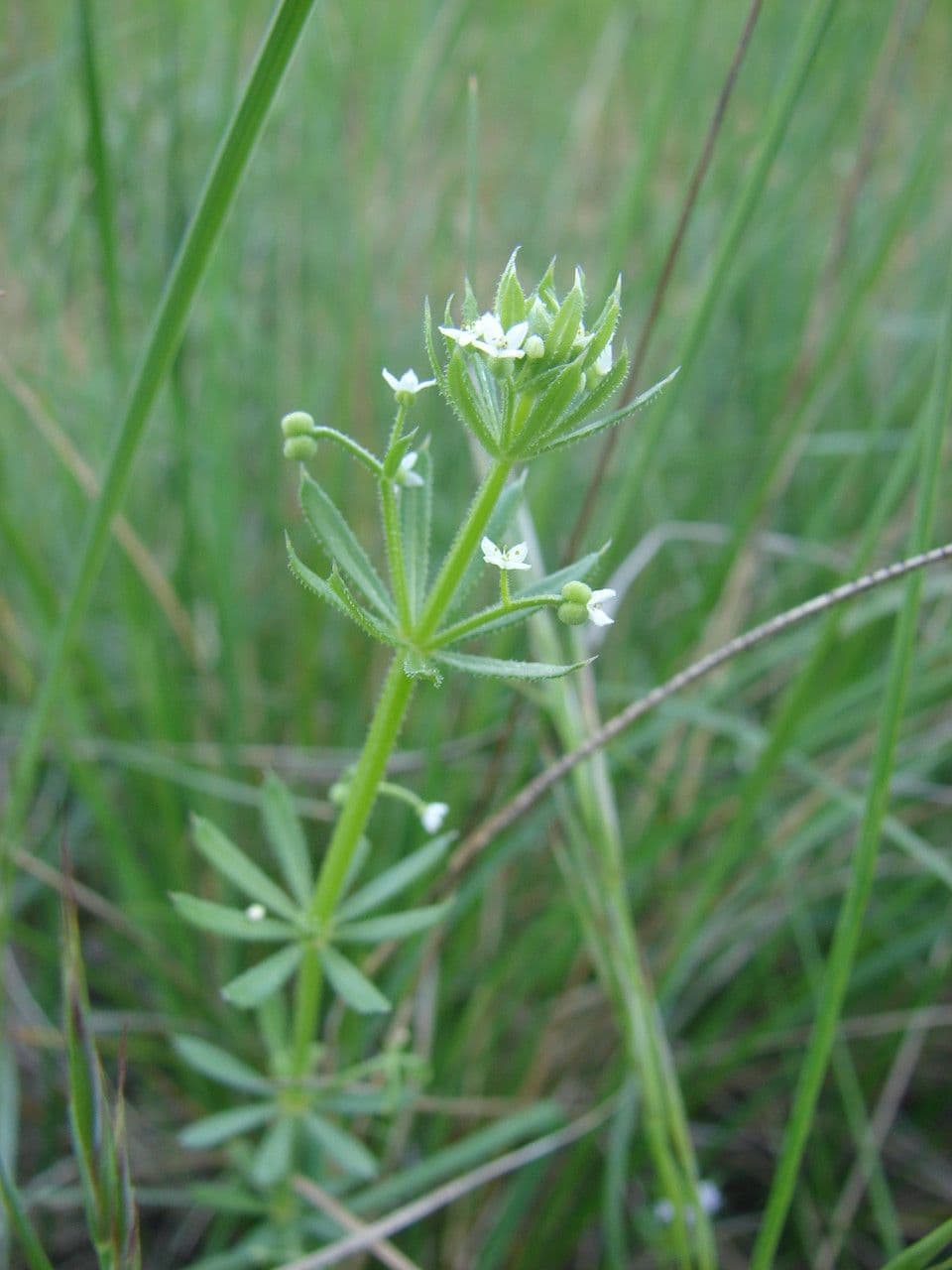 Corn-cleavers 27
