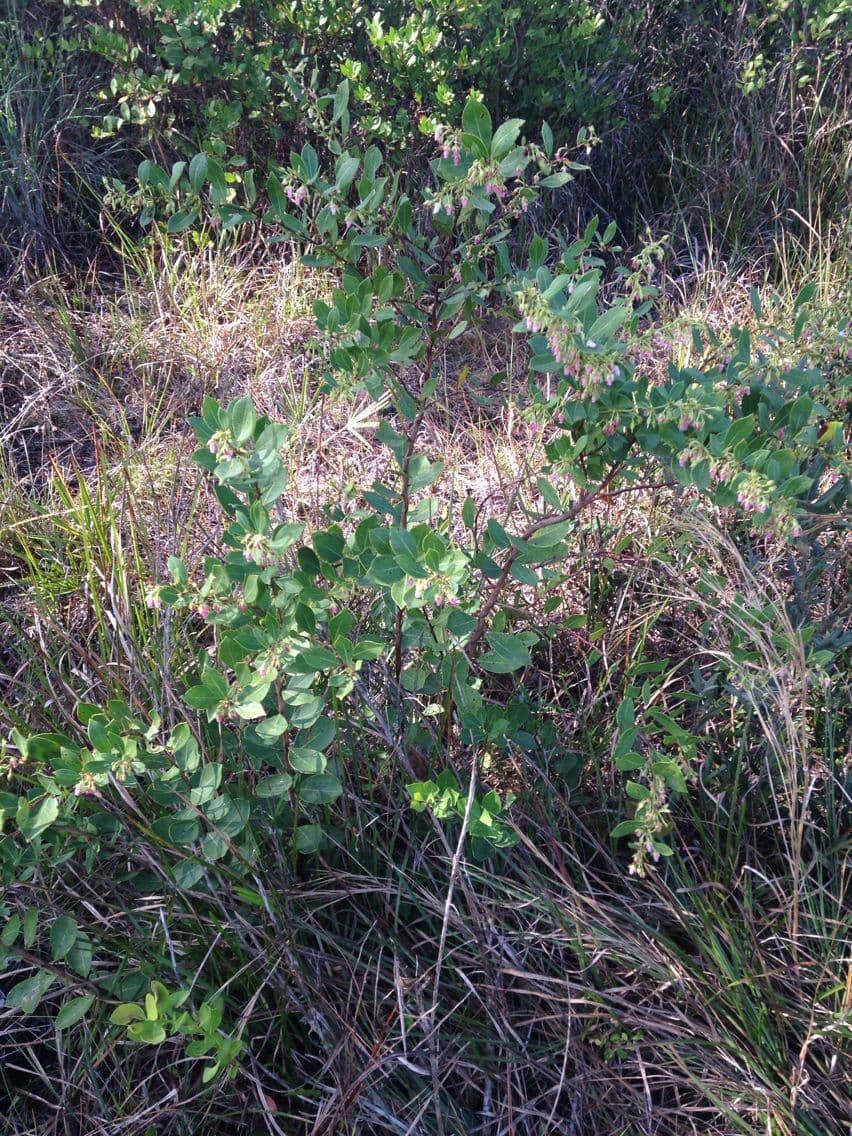 Lyonia lucida 6