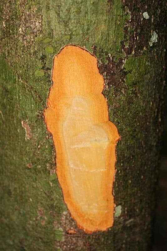 Cassipourea 19