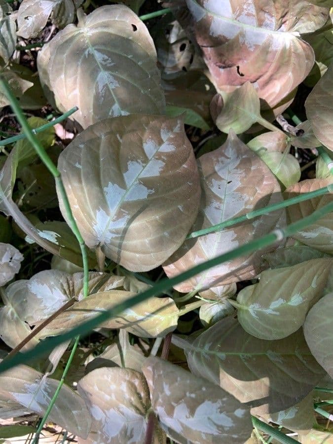 Pseuderanthemum 8