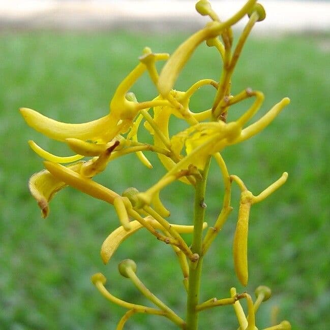 Vochysia tucana 5