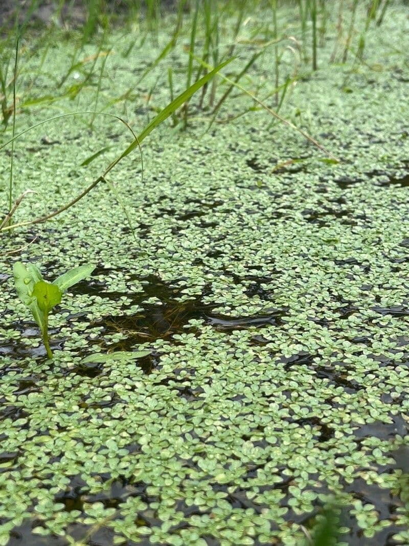 Teich-Wasserstern 12