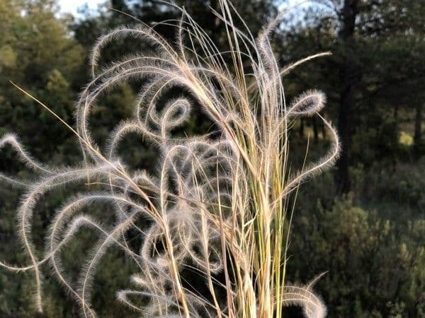 Estipa 8