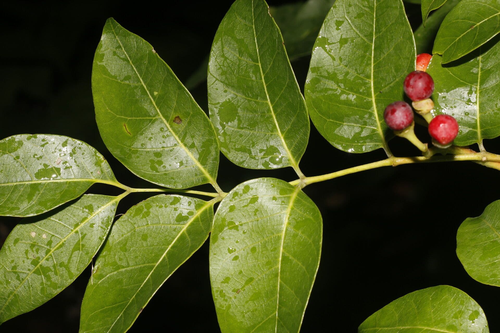Quassia amara 10