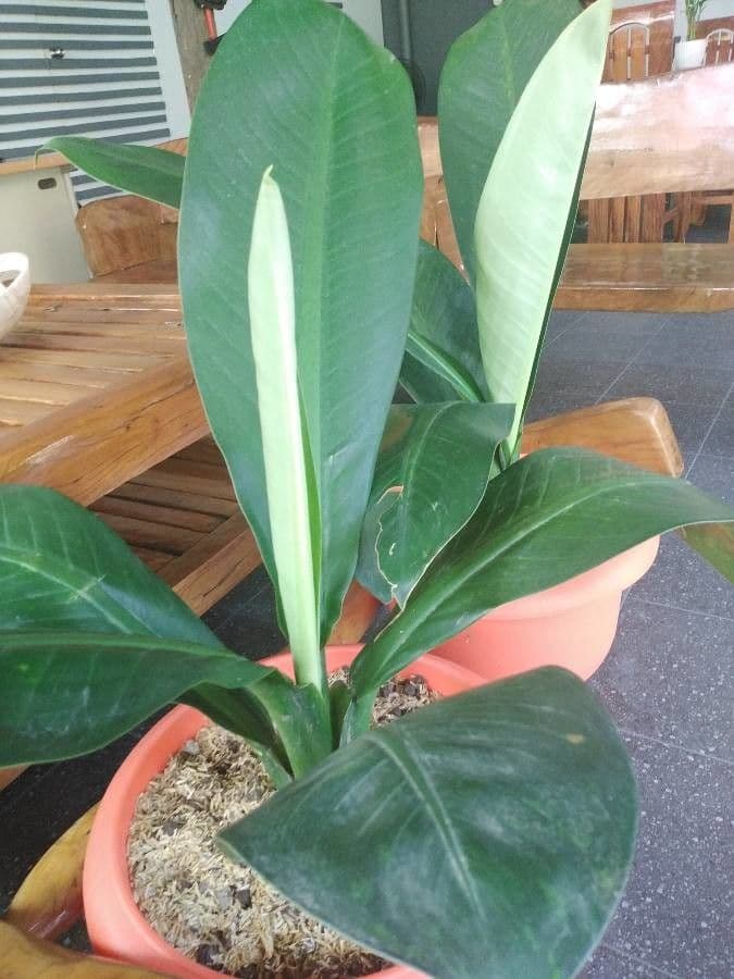 Dieffenbachia 2