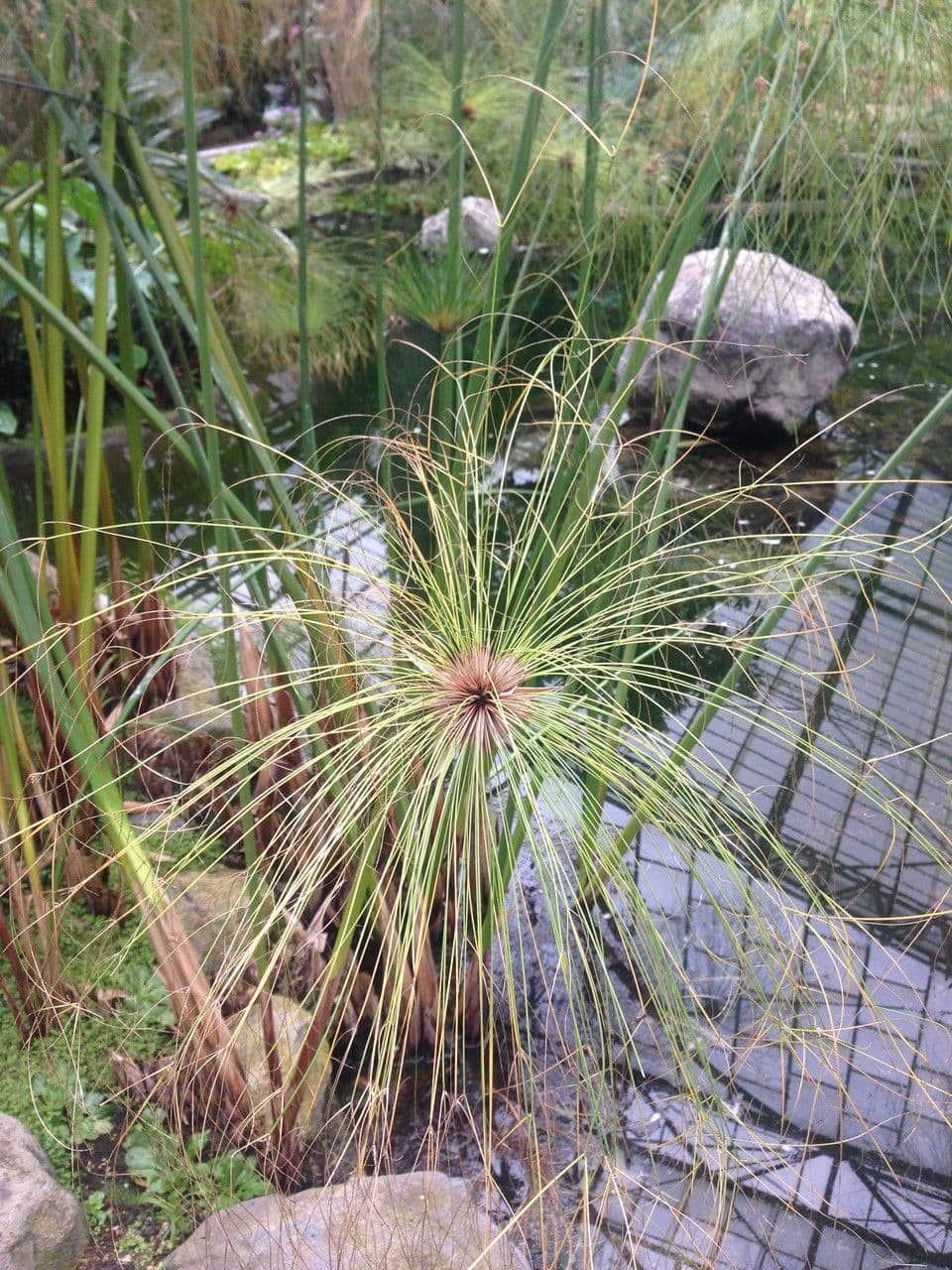 Papyrusstaude 10